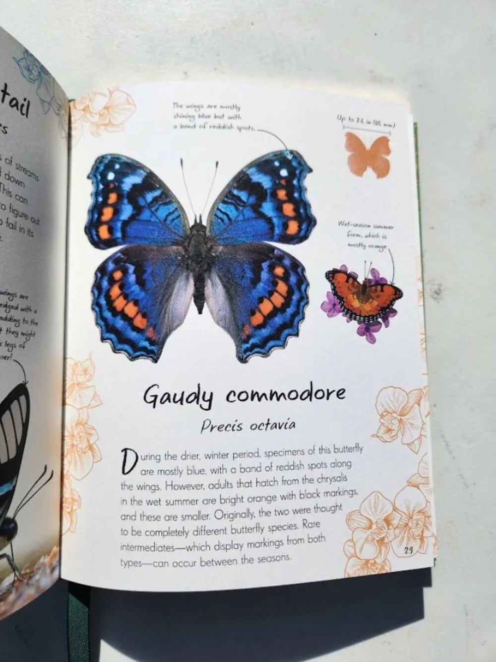 Anthology of Butterflies and Moths from Around the World Hardcover Book